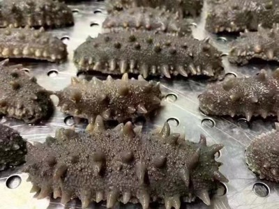 批发鲜食海参多种规格辽刺参鲜食海参批发鲜活海参 非干参500图4