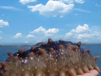 批发鲜食海参多种规格辽刺参鲜食海参批发鲜活海参 非干参500图3
