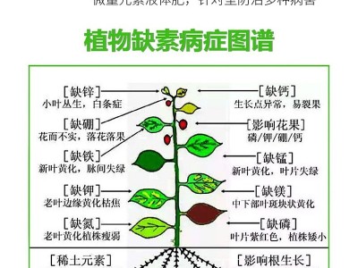氨基酸水溶肥 液体氨基酸 生根壮苗 生根肥 氨基酸图3