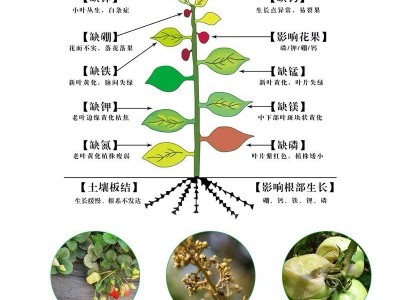 糖醇钙镁 叶面肥 钙镁元素水溶肥 促进植物吸收 糖醇钙镁图2