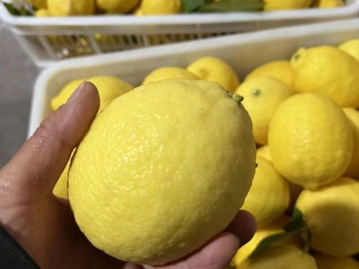 安岳新鲜柠檬电商专供小果皮薄多汁手打柠檬茶专用果5斤整箱包邮图3