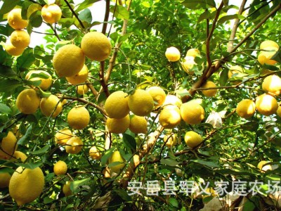 安岳新鲜柠檬电商专供小果皮薄多汁手打柠檬茶专用果5斤整箱包邮图4