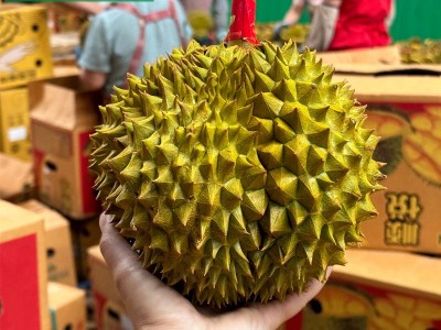 批发新鲜热带水果现摘云南鹰嘴芒保山璐江坝鹰嘴芒当季整箱芒果图4