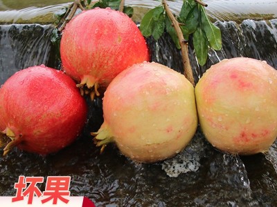 批发攀枝花甜红石榴软籽石榴多斤装新鲜石榴包邮当季整箱一件代发图2