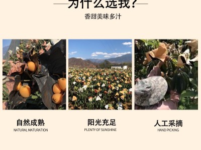 一件代发四川新鲜枇杷攀枝花米易草场当季水果枇杷新鲜五星枇杷图3