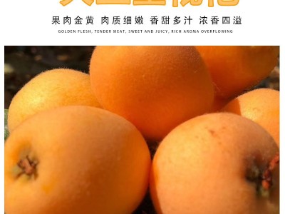 一件代发四川新鲜枇杷攀枝花米易草场当季水果枇杷新鲜五星枇杷图2