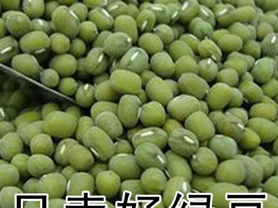 绿豆 大量批发散装绿豆 发芽绿豆 五谷杂粮批发 一件代发图2