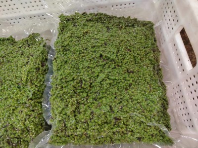 餐馆商用新鲜青花椒四川特麻特辣青花椒粒藤椒麻椒重庆江津九叶青图5