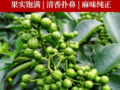 青花椒重庆江津新鲜花椒特麻特香麻辣藤椒四川特产九叶青花椒300g图4