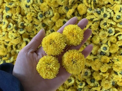 新婺源散装批发皇菊菊花菊花茶黄菊桃菊球菊乒乓球菊一朵一批大货图4