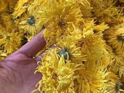 2022金丝皇菊散货批发大朵一朵一杯菊花金丝婺源散货产地基地供应图2
