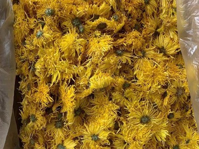 2022金丝皇菊散货批发大朵一朵一杯菊花金丝婺源散货产地基地供应图3