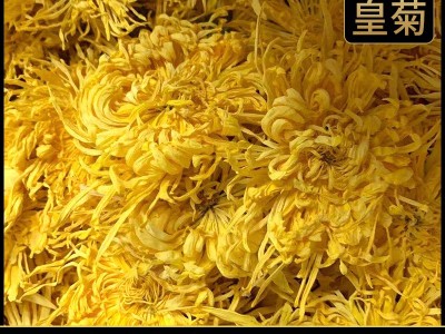 2022金丝皇菊散货批发大朵一朵一杯菊花金丝婺源散货产地基地供应图5