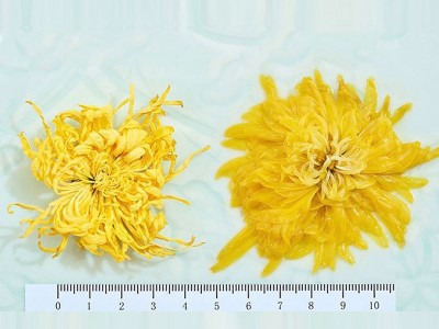 2022金丝皇菊罐装批发 黄山产地直供 20g每罐花茶皇菊花茶产地批图3