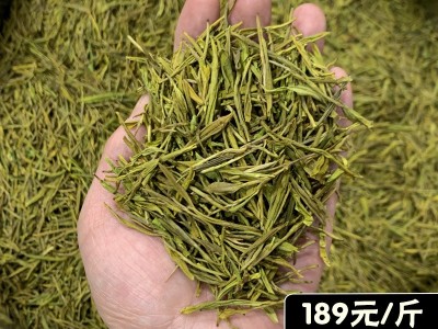 黄金芽茶叶2023新茶安吉高山珍惜白茶豆香型绿茶叶批发散装图3