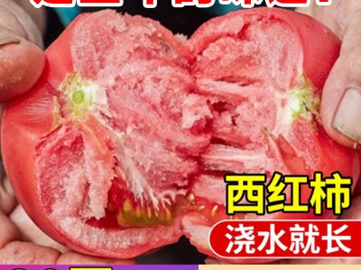 一级和利农沙瓤西红柿种孑番茄种子草莓圣女果籽盆栽蔬菜苗大全图2