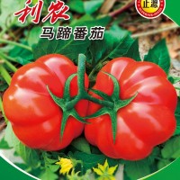一级和利农沙瓤西红柿种孑番茄种子草莓圣女果籽盆栽蔬菜苗大全