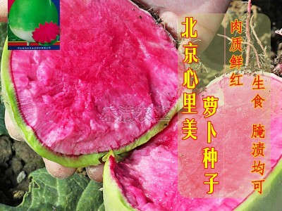 心里美萝卜种子满堂红水果萝卜种籽菜种子满膛红菜种四季蔬菜种孑图4