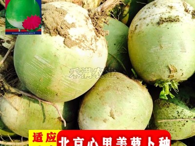 心里美萝卜种子满堂红水果萝卜种籽菜种子满膛红菜种四季蔬菜种孑图2