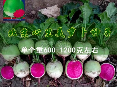心里美萝卜种子满堂红水果萝卜种籽菜种子满膛红菜种四季蔬菜种孑图5