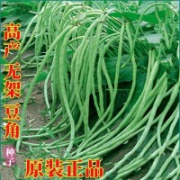 摘不败无架长豆角种子 不用搭架子长豆角蔬菜种籽四季播种长豇豆