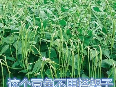 摘不败无架长豆角种子 不用搭架子长豆角蔬菜种籽四季播种长豇豆图2