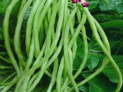 摘不败无架长豆角种子 不用搭架子长豆角蔬菜种籽四季播种长豇豆图3