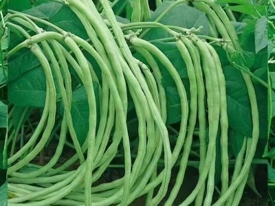 摘不败无架长豆角种子 不用搭架子长豆角蔬菜种籽四季播种长豇豆图4