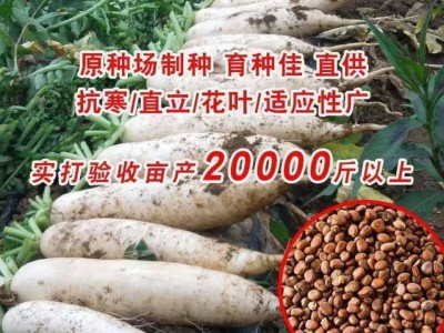 九斤王高产新鲜白萝卜 种子特大不空心脆甜蔬菜种四季蔬菜种子图2