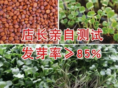 九斤王高产新鲜白萝卜 种子特大不空心脆甜蔬菜种四季蔬菜种子图3