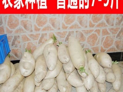 九斤王高产新鲜白萝卜 种子特大不空心脆甜蔬菜种四季蔬菜种子图5