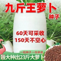 九斤王高产新鲜白萝卜 种子特大不空心脆甜蔬菜种四季蔬菜种子