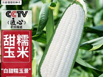 理想甜糯玉米种子批发水果玉米种子蔬菜种子种籽品种菜种子大全图2