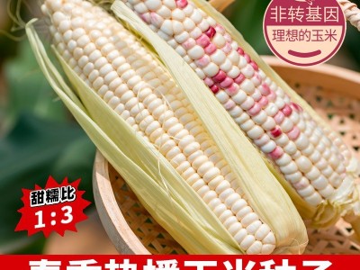 理想甜糯玉米种子批发水果玉米种子蔬菜种子种籽品种菜种子大全图4