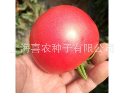 金粉201粉果番茄西红柿蔬菜种子 大棚阳台庭院盆栽果蔬种子批发图4