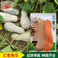 汇蜜南瓜F1南瓜种子厂家批发 早熟厚肉软糯香甜高产南瓜品种现货