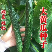 新育津研四号黄瓜种子刺黄瓜种子高产早熟菜园蔬菜种子老品黄瓜种