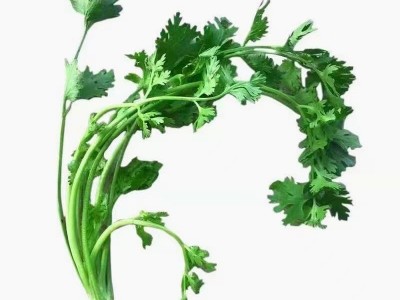 香菜种子四季易种耐热大叶香菜阳台盆栽种籽芫荽菜种大全蔬菜种子图5