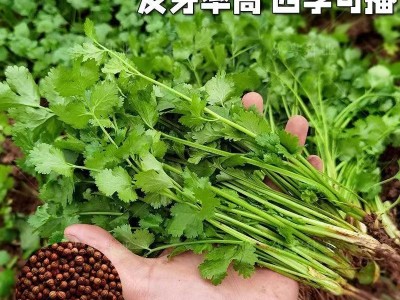 香菜种子四季易种耐热大叶香菜阳台盆栽种籽芫荽菜种大全蔬菜种子图3