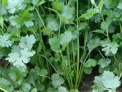 香菜种子四季易种耐热大叶香菜阳台盆栽种籽芫荽菜种大全蔬菜种子图2
