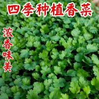 香菜种子四季易种耐热大叶香菜阳台盆栽种籽芫荽菜种大全蔬菜种子