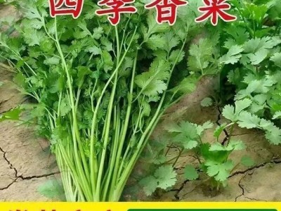 香菜种子四季易种耐热大叶香菜阳台盆栽种籽芫荽菜种大全蔬菜种子图4