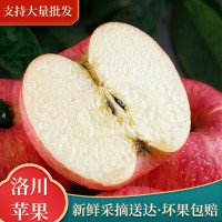 陕西洛川红富士苹果脆甜多汁新鲜水果一件整箱批发75#5斤装