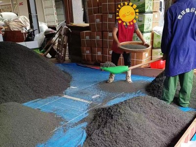2022新高山云雾绿茶 日照炒青松阳龙井香茶 散装500g茶叶厂家批发图4