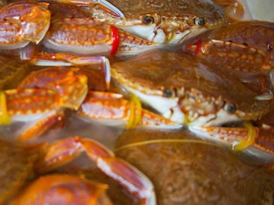 扁蟹肉蟹梭子蟹餐厅酒店食堂一件代发图3