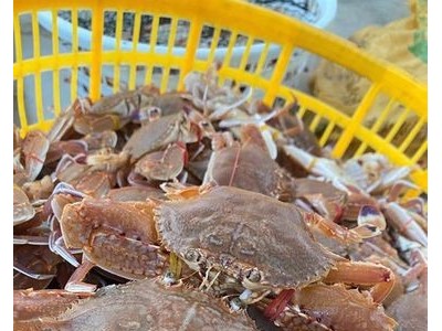 扁蟹肉蟹梭子蟹餐厅酒店食堂一件代发图2