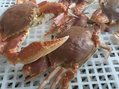扁蟹肉蟹梭子蟹餐厅酒店食堂一件代发图4