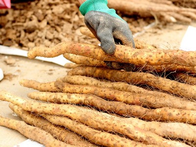 河南焦作温县垆土地铁棍山药新鲜怀山药铁杆淮山药1件1斤 5斤一箱图3