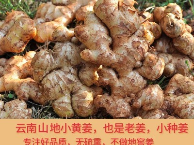 小黄姜生姜批发现挖新姜嫩姜老姜仔姜月子姜沙姜图4