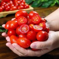 广西圣女果特价小番茄新鲜水果当季番茄整箱蔬菜西红柿包邮